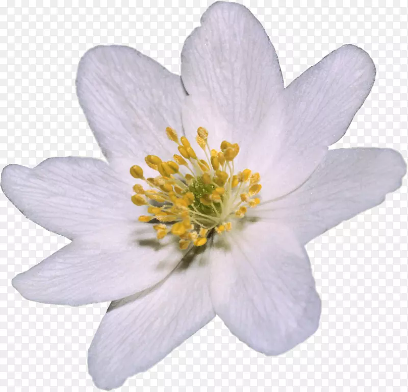 ͼƬpngͼƬjpeg adobe Photoshop������-������