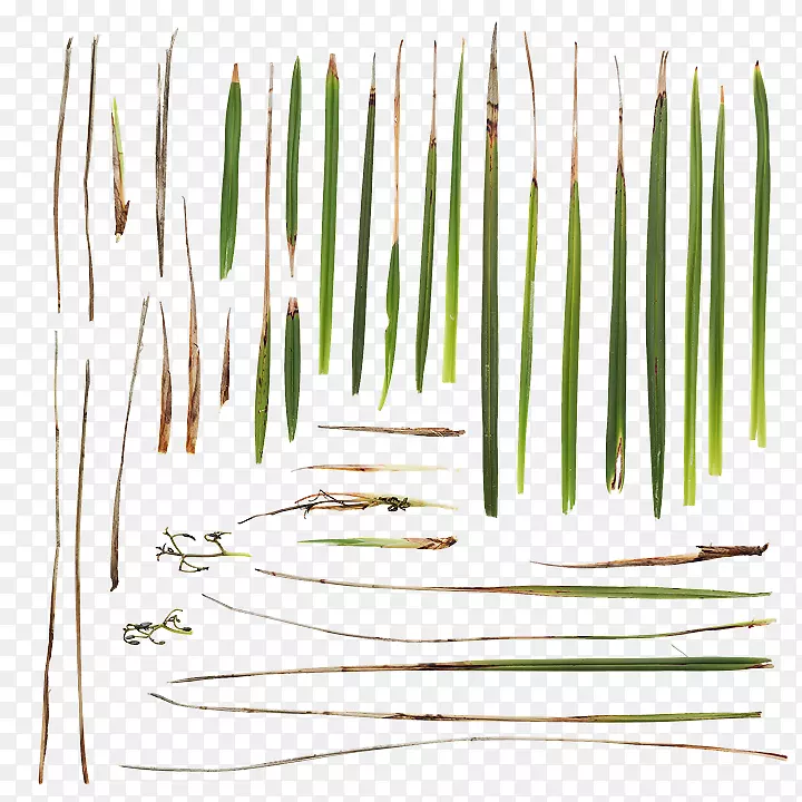 ��Ʒ����߲�.Ұ�ݺ�-������