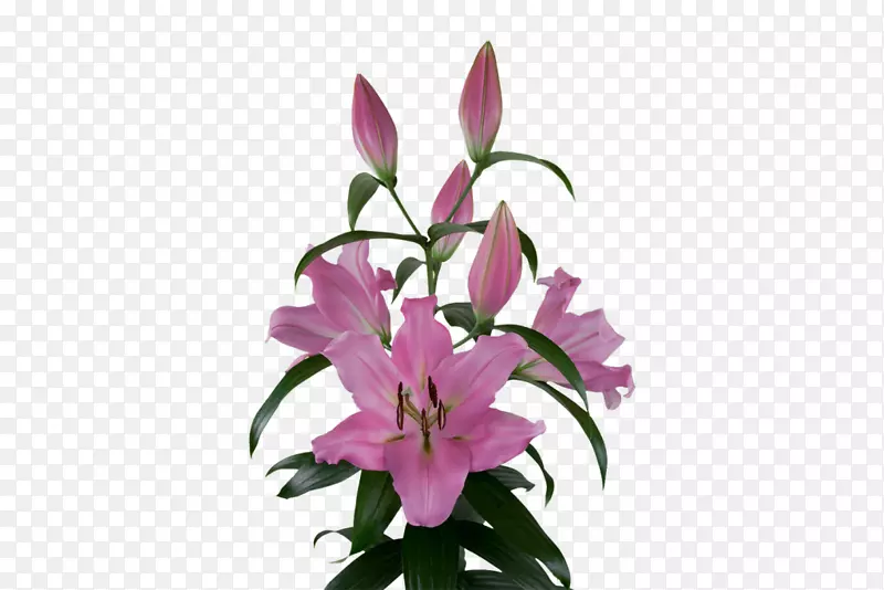 �ٺ��۾��л�ֲ��ۺ�ɫ�ٺ�-������