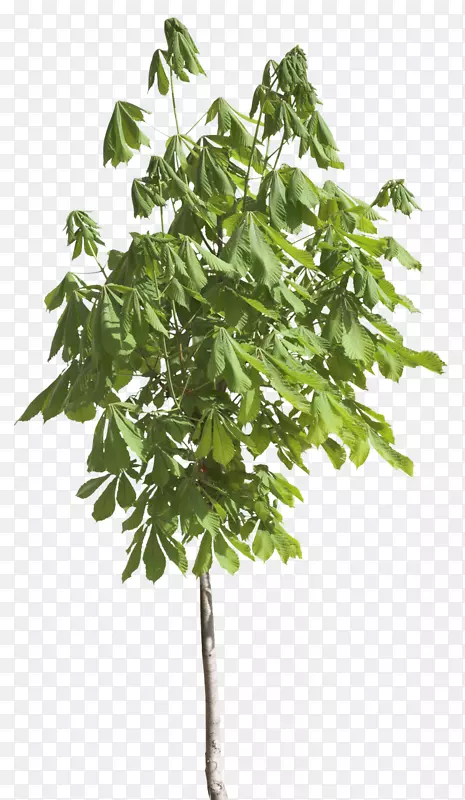 AdobePhotoshop��pngͼƬPSDҶ��-������