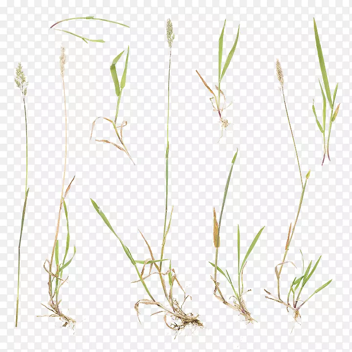 ���ֲ�ﾥ��Ʒ��֦Ұ�ݺ�-������