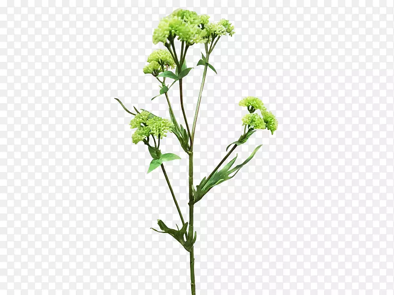 �л�ֲ�ﾥ�ǹ�ľ����ֲ��-ֲ�ﻨ�ܲ���-������