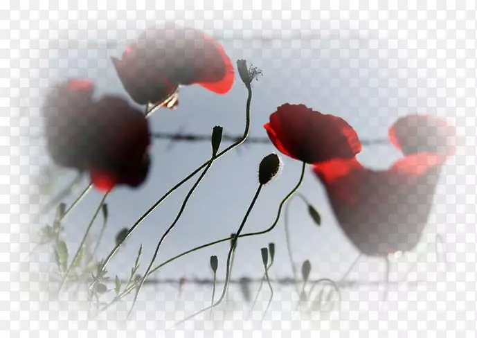 �����ֽ���ֲ�Ʒ��Ʋ���è��������-������