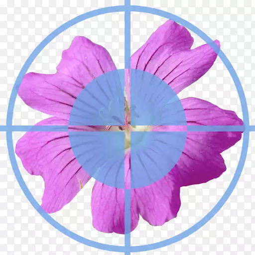 �Գ���Ҷ-VP8-������