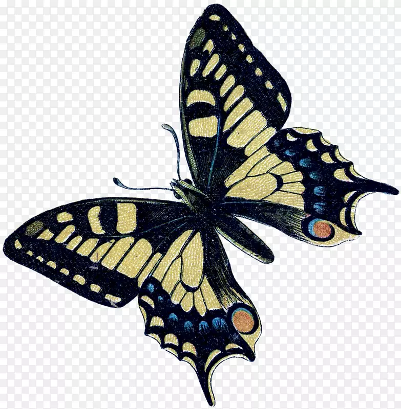 ��������ëˢ�����������������-������