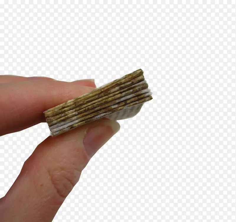 ��ָ-������