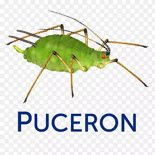 ��������ֲ����Ӱ����-������