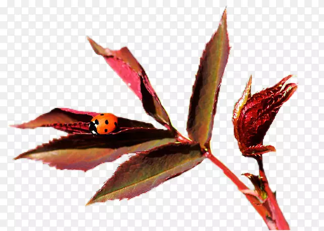 ���벩�ͻ���jpeg-������