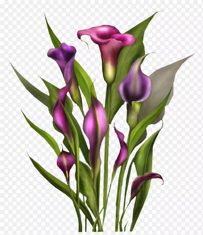 ���������Ĳ廨-������