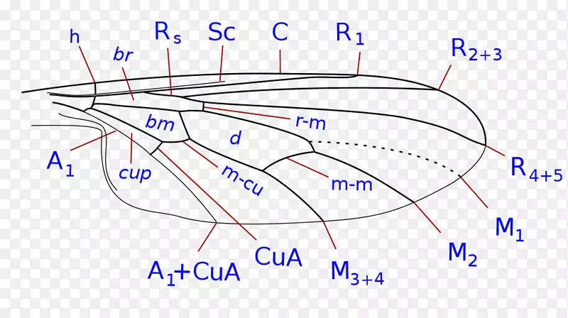 Ӭ/m/02csf-����-������