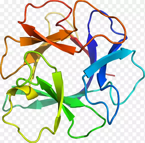 ������Ҷ��Ʒֲ�ﾥ�߶���-������