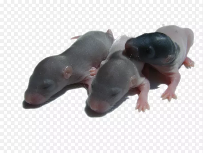 �������궯�����-Klint-������