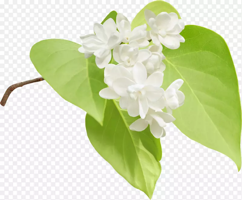 ������pngͼƬ���ܲ�ͼ��Ӱ.����-������