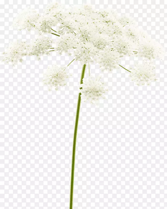 ����ֲ�ﾥ��ֲ֦��-Forza-������