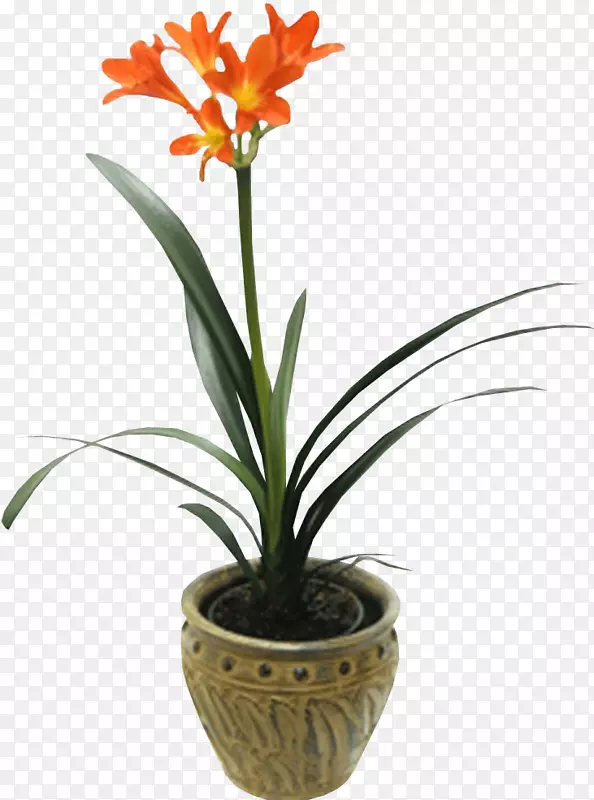 ����ֲ���ľ���ٺϣ��������Ѹ��ģ�����ë���Ȼ��ֲ��-������