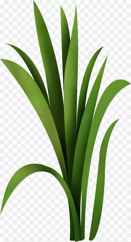 Ҷ����ֲ�ﾥ����ֲ��.������-������