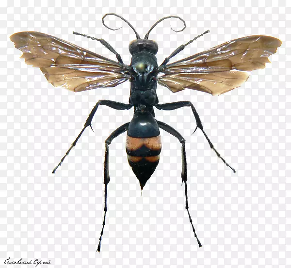 �Ʒ��-������