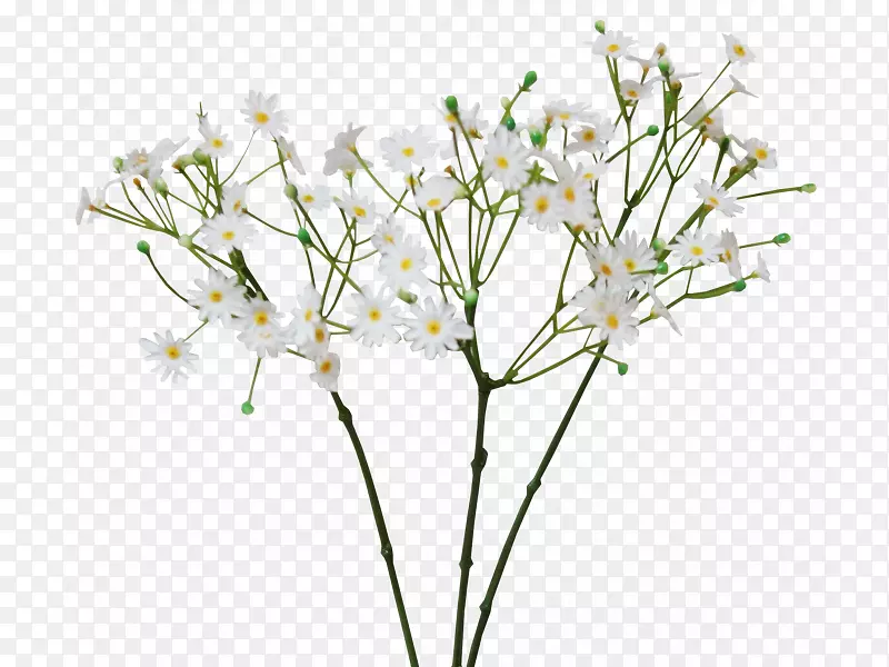 Сֲ֦�ﾥҶֲ֦��Ҷ-������