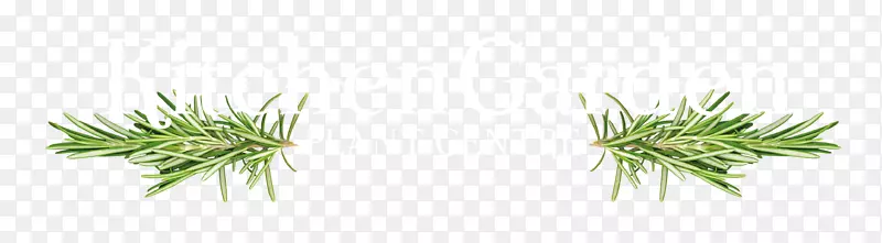 �ݣ�ֲ�����ˮ��ݣ��ݱ�ֲ��-������