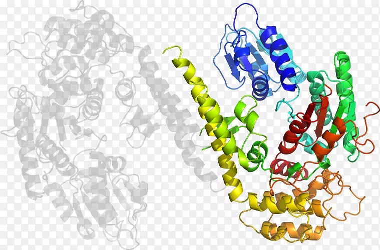 �廭�����л���������Ϊ��Ʒ-Loligo-������
