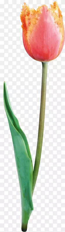 ������pngͼƬ���Ĳ���ͼ��-������-������