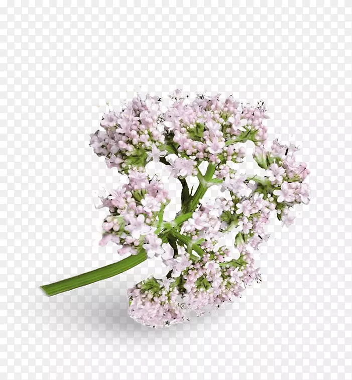 �Ӳ��л�������ֲ��-������