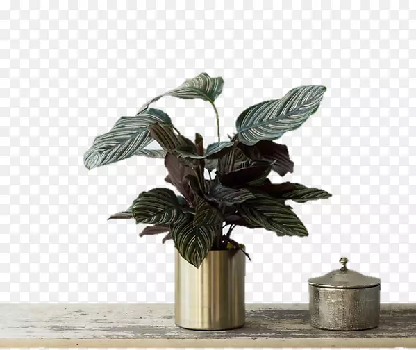 ��«��ֲ�ﻨ������ʼ�-������