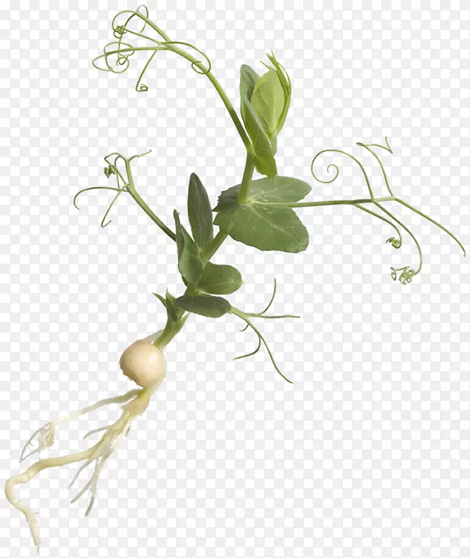 �߲˲ݱ�ֲ�ﾥ����ֲ��-������