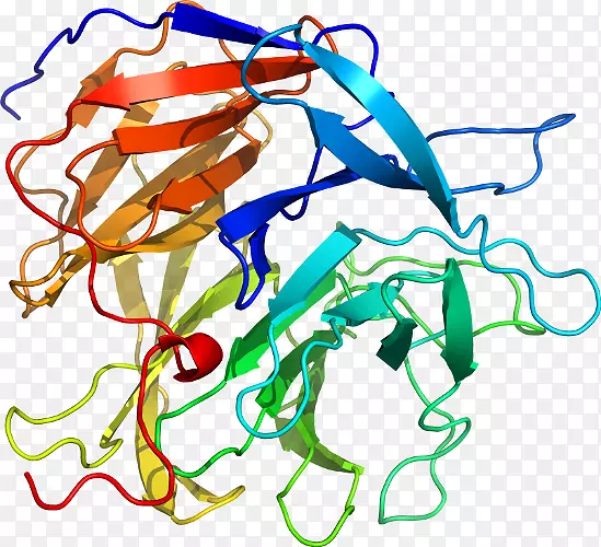 �������ߵ��Ʒ�л���-Loligo-������