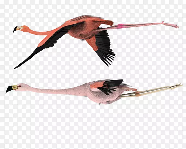 ��������������pngͼƬͼ����к�Ÿ-������