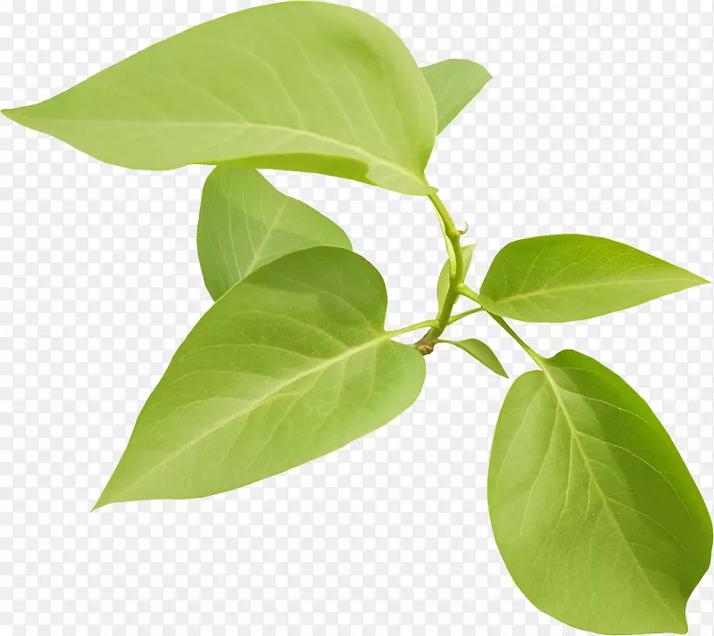 ���������Ĳ���pngͼƬͼ��-��ʯ��Ҷ-������