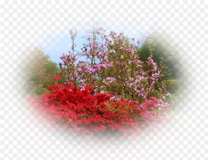 ��ľ�ۺ�ɫmҶդ-������