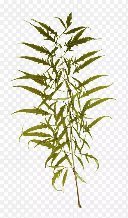 ���Ĳ�����֦ľ���»�-������