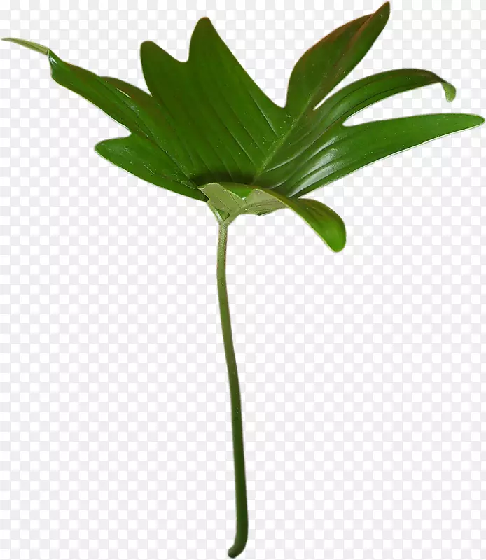 ���벩�������Ҷ��ľ��-������