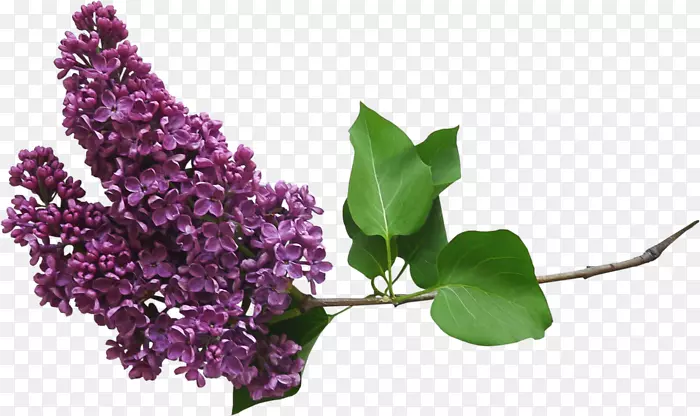 pngͼƬͼ��adobe Photoshop�϶������Ĳ���-������