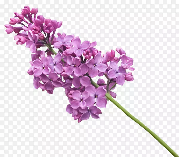 ����pngͼƬ��������ͼƬ����-������