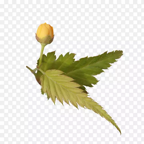 ˮ�ʻ�Ҷͼ��pngͼƬ��ͼ-������