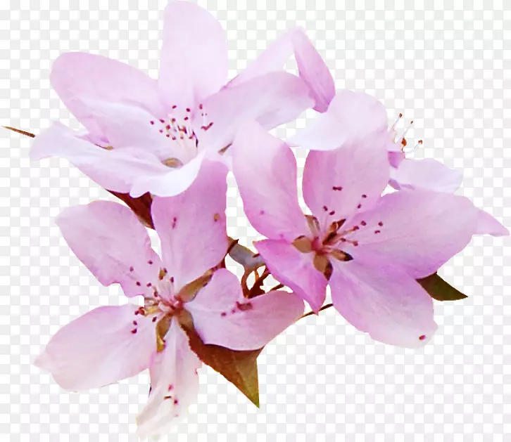 ˮ�ʻ�������pngͼƬˮ�ʻ�������.��-������