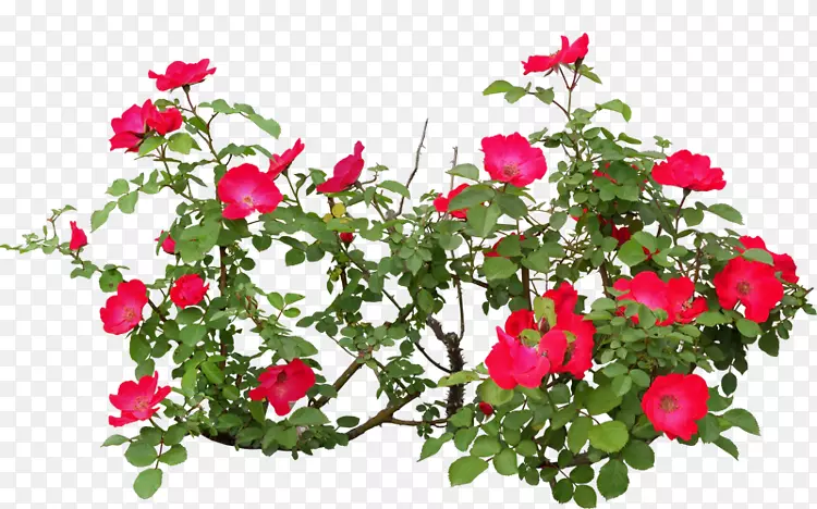 ����ֲ��PSD���껨԰õ��-���ܺ�ֲ��-������