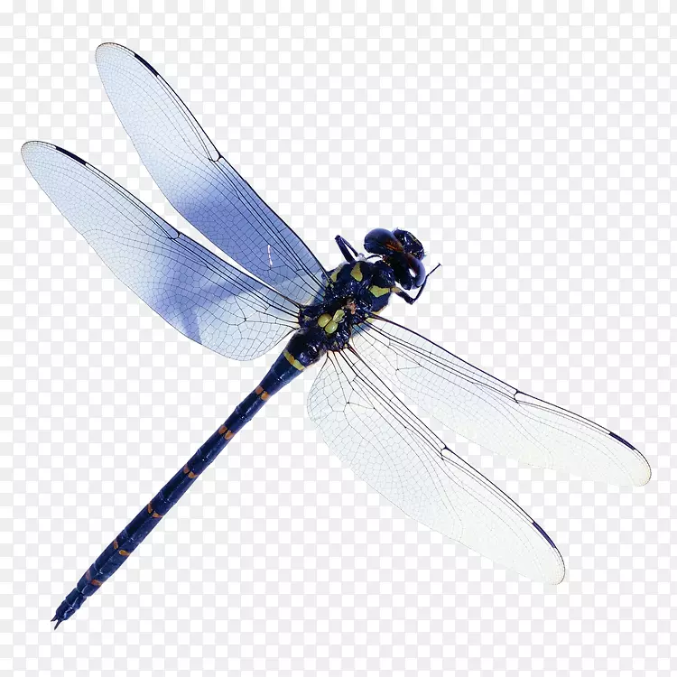 ����ͼƬ�׳�-������