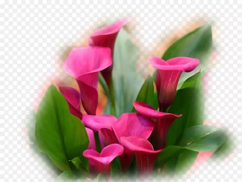 �ٺϻ�-������