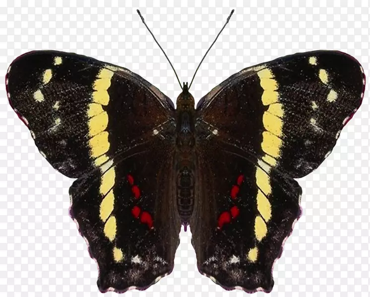 ë���׵ĺ����ͻ��۵�������.����-������