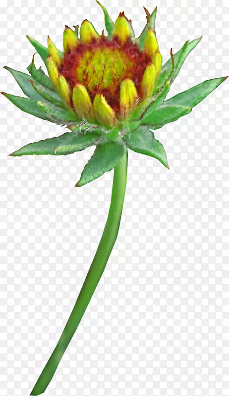 pngͼƬ�л�ͼ��adobe Photoshop-gillardia-������