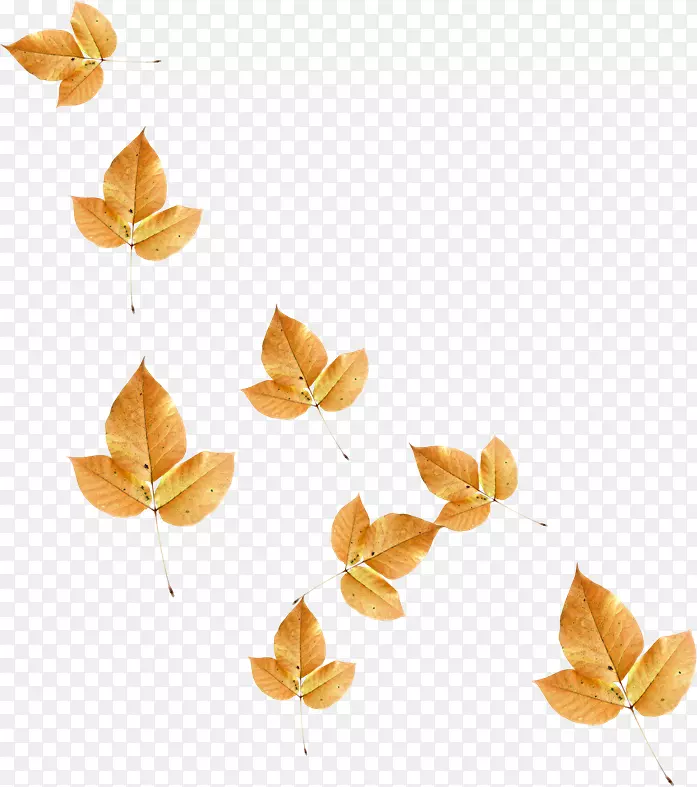 ��ɫS.A.-��Ҷ-������