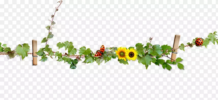 �������Ҷ����-����-������