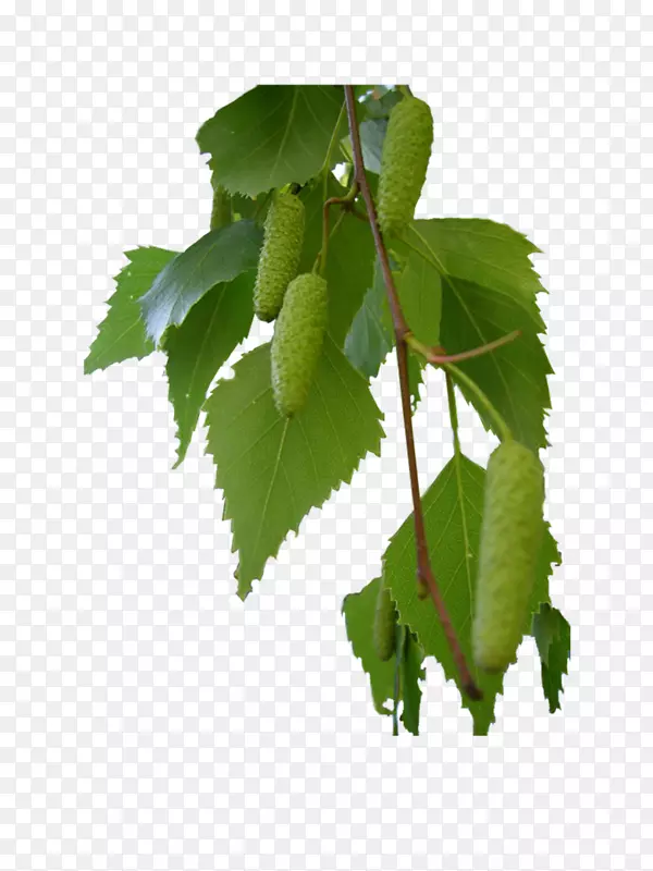 pngͼƬadobe Photoshop��ͼ�ļ���ʽͼ��.������֦-������