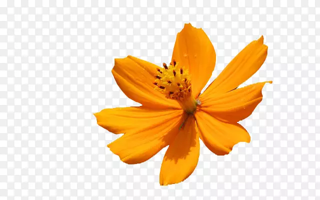 ����Naver���ͳ��տ���ͨ���տ�������-ˮ�ɻ�-������