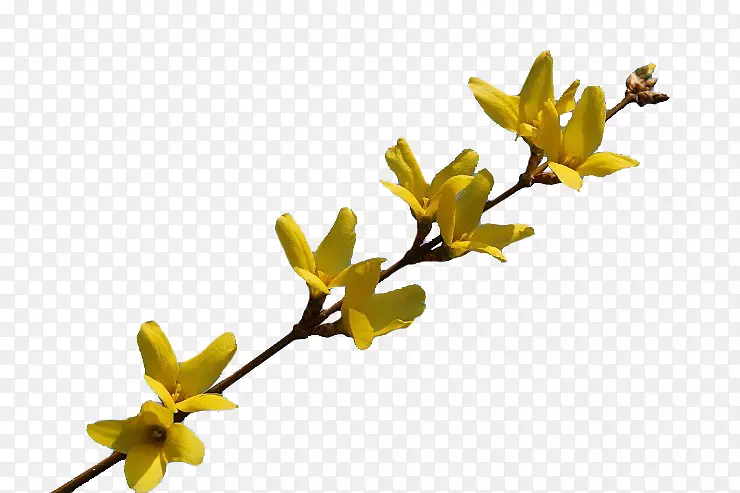 Naver����ҶpngͼƬ����ѿ��-������