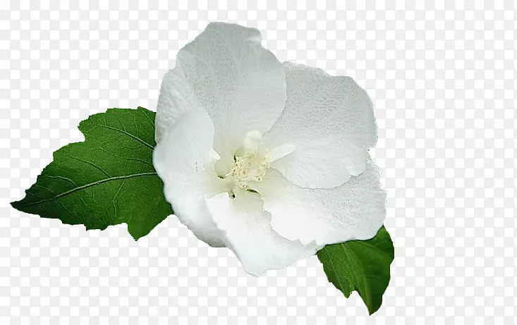 ���ӻ����̼�-��װ-������