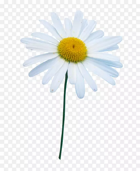 �ջ�ţ�۳���pngͼƬͼ�񻨲ݳ���-������